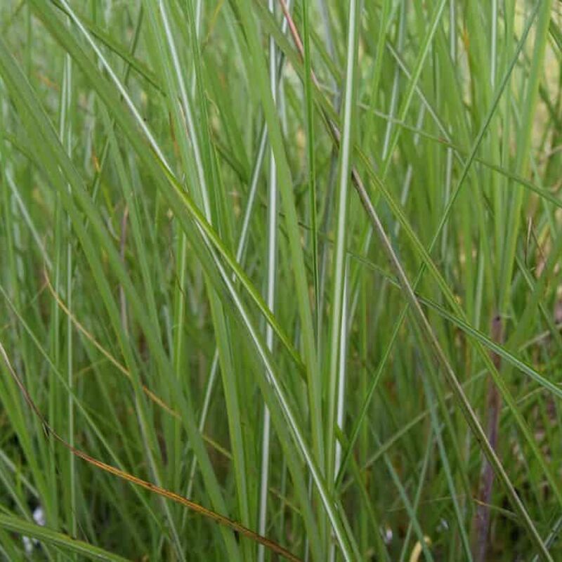 Miscanthus sinensis 'Gracillimus' ---